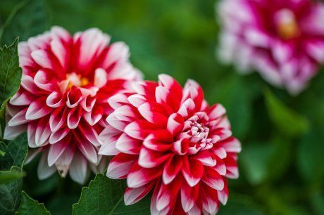 13 восхитительных растений, цветущих в сентябре | Дизайн участка (fitdiets.ru)